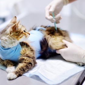 Discover The Best Pet Hospital In Los Angeles