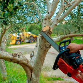 Get High-Quality Tree Service In St Petersburg FL