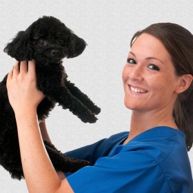 Veterinary Assistant Training Program