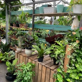 The Best Nursery To Get Perfect Plants In St. Petersburg