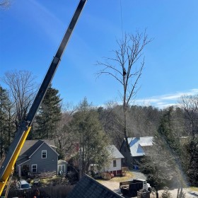 Asheville Tree Removal Service - Finding the Right Company