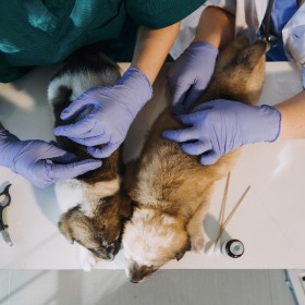 The Best Animal Clinic In Los Angeles