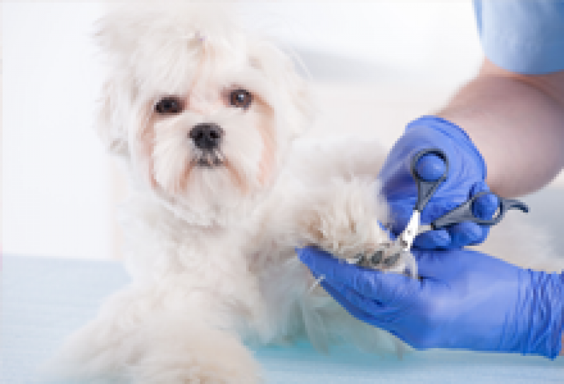 Need Extended Care Facilities for Your Pet In Phoenix MD?