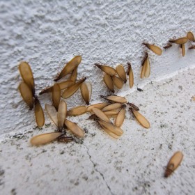 Protect Your Home from Flying Termites this Season