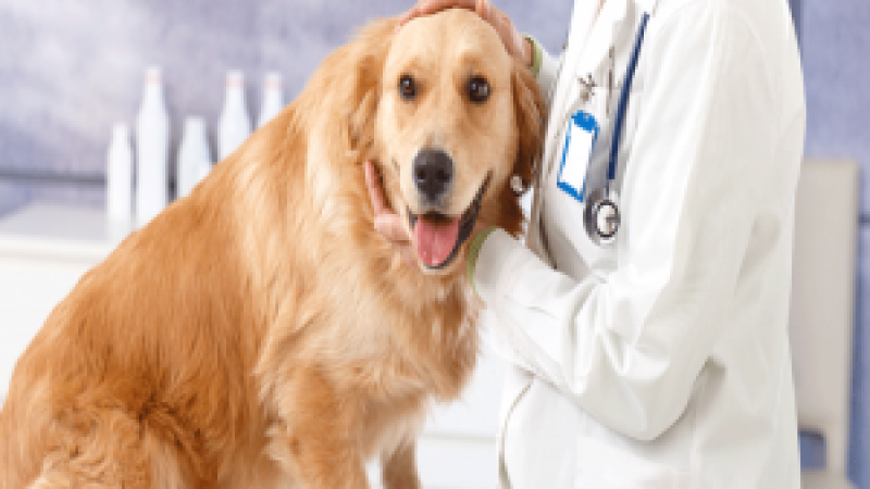 Veterinarians for Comprehensive Surgical Care in Richmond