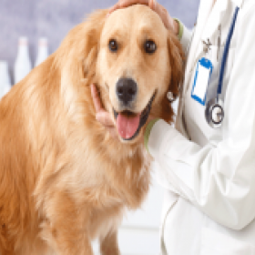 Veterinarians for Comprehensive Surgical Care in Richmond
