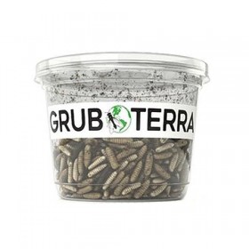 High-Quality Live Black Soldier Fly Larvae For Sale