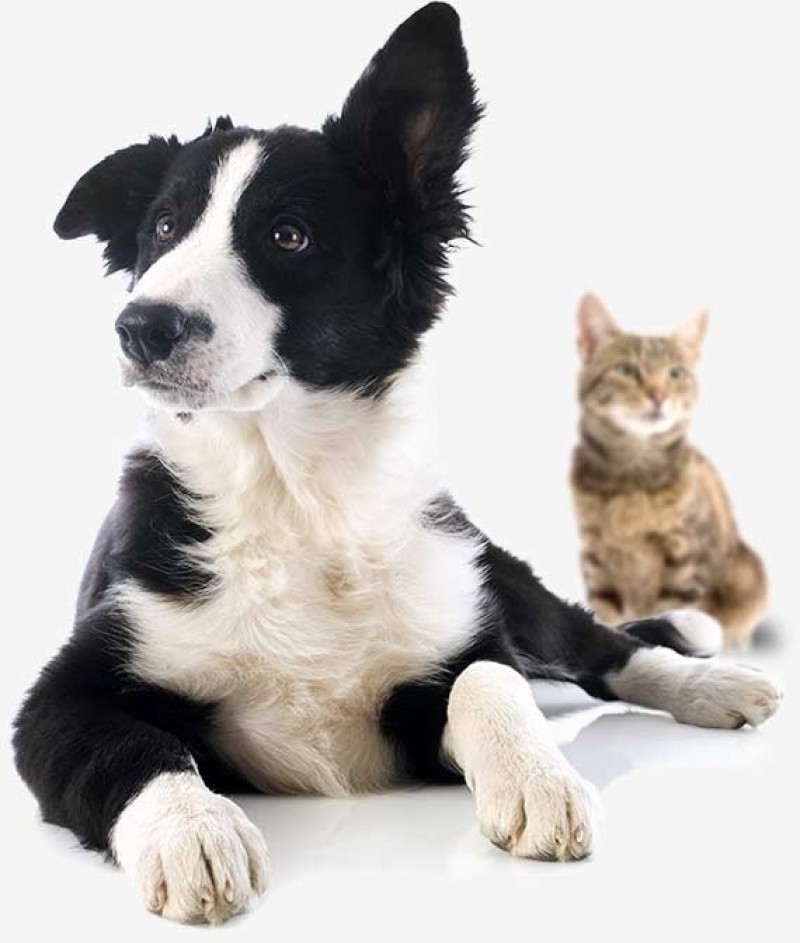 Looking for Pet Products Distributor in Singapore?