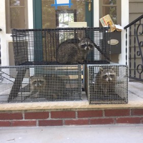 How To Get Rid Of Residential Raccoons