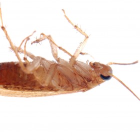 Get Rid Of Cockroaches With A Professional Roach Exterminator In Phoenix