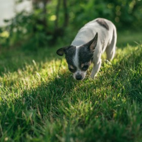 Find Pet-Friendly Sod In Temecula CA