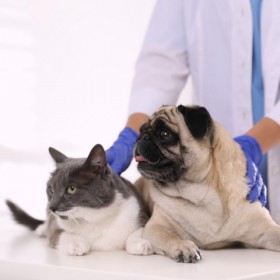 Angel City Animal Hospital: Compassionate Veterinary Hospital Care In Los Angeles