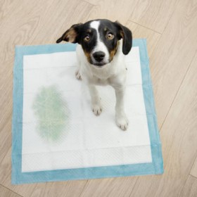 Choose The Best Puppy Training Pads