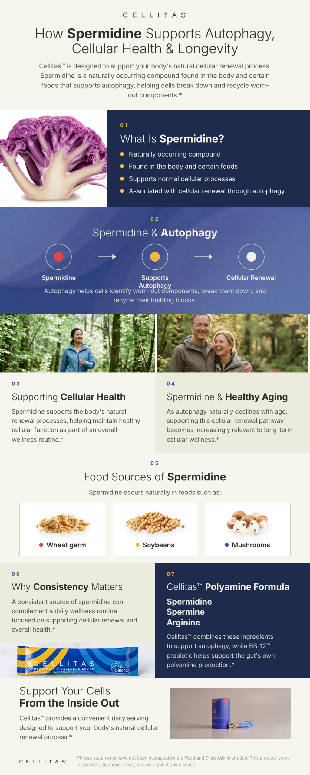 How Spermidine Supports Autophagy, Cellular Health & Longevity